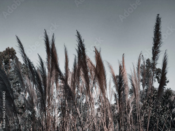 Obraz Colas de zorro