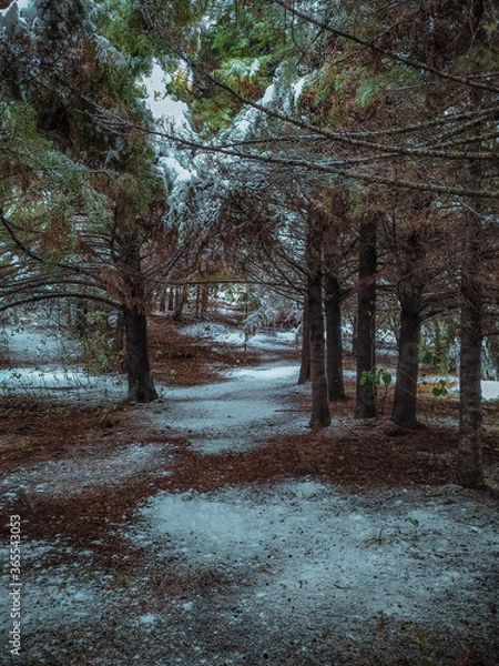 Obraz path in the woods