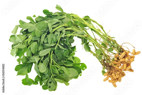 Obraz Whole Groundnut  Plants With Nuts Attached