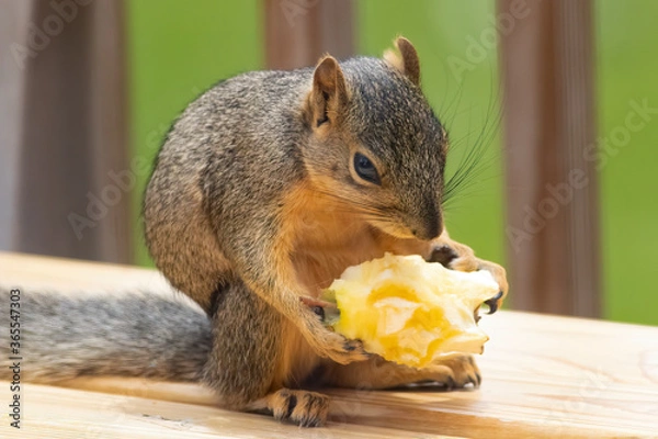 Fototapeta An Apple a Day
