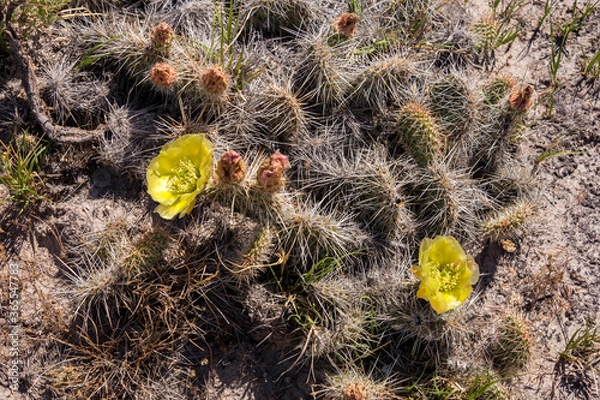 Fototapeta Cactus Flower