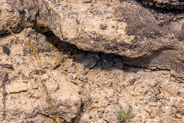 Fototapeta Hell's Half Acre Lizard
