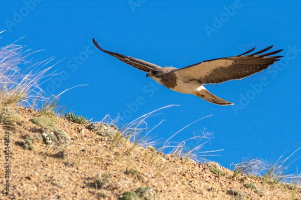 Fototapeta Desert Raptor
