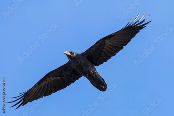 Fototapeta Red Desert Raven
