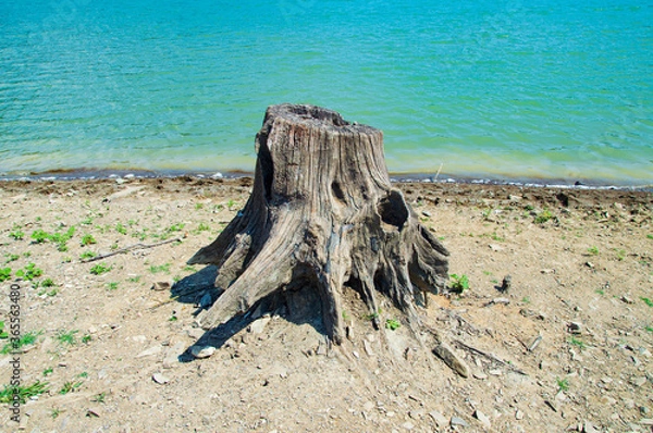 Fototapeta dead tree on the beach