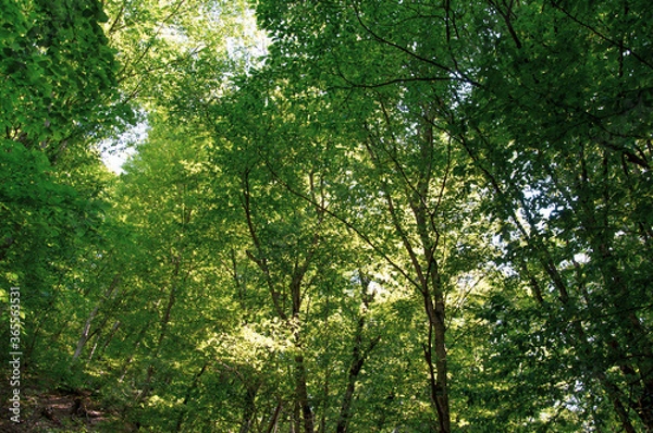 Fototapeta sun rays through the forest