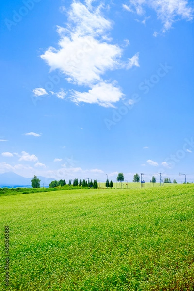 Fototapeta 青空と畑