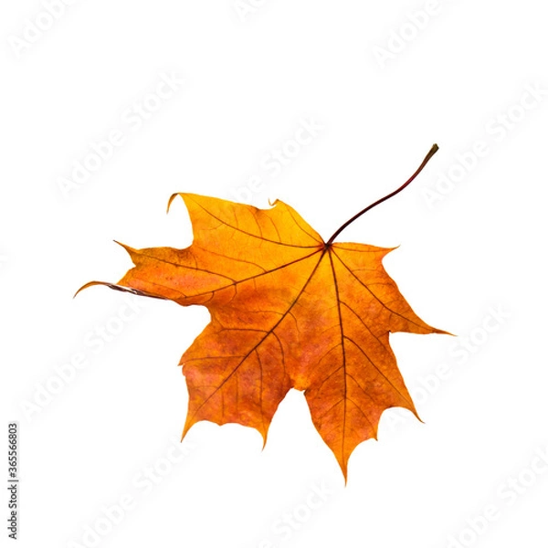 Fototapeta Autumn Maple leaf isolated on white Background