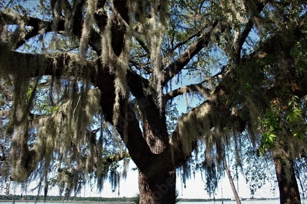 Fototapeta Moss Oak Tree