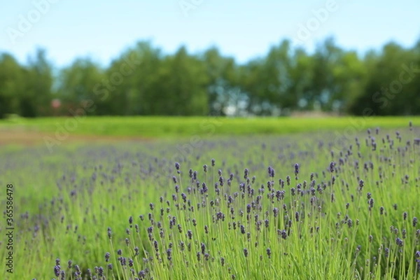 Obraz ラベンダー畑