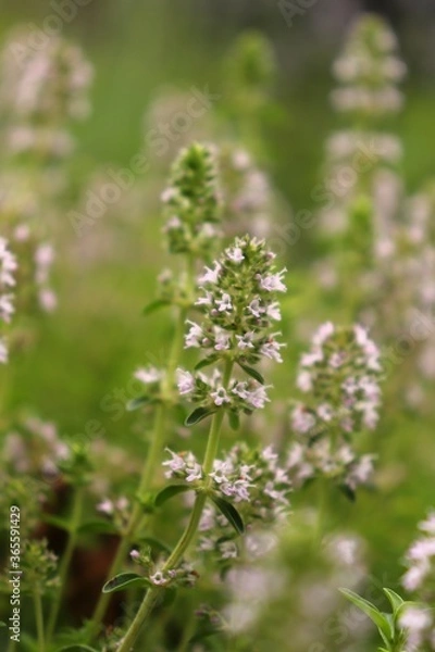 Fototapeta Flowering thyme in a herb garden