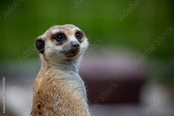 Fototapeta つぶらな瞳のミーアキャット