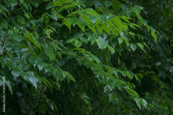 Obraz 雨上がりの草木