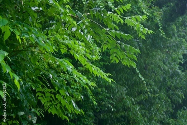 Obraz 雨上がりの草木