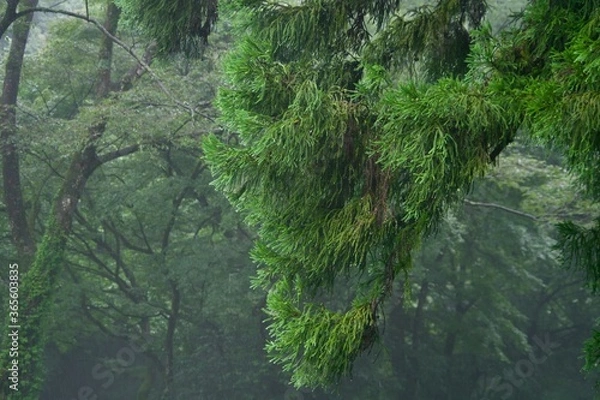 Obraz 雨上がりの草木