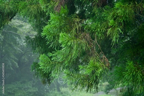 Obraz 雨上がりの草木