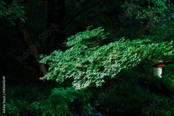 Obraz 雨上がりの草木