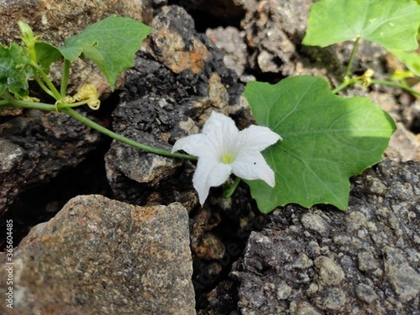 Obraz small white flower