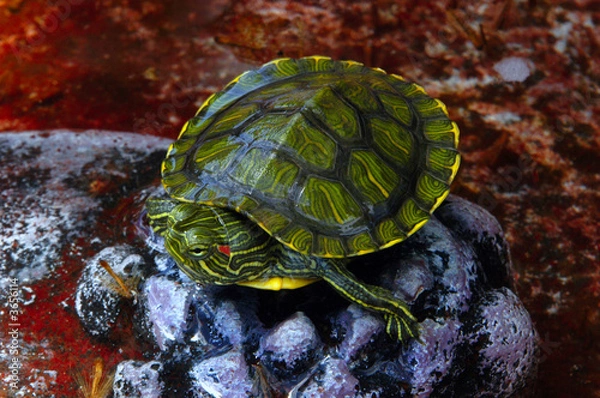 Obraz Red-eared Slider