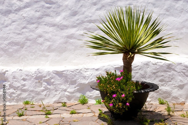 Obraz Betancuria vaso con Palma