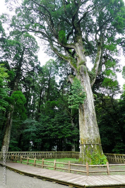 Fototapeta 霧島神宮にある巨大な御神木