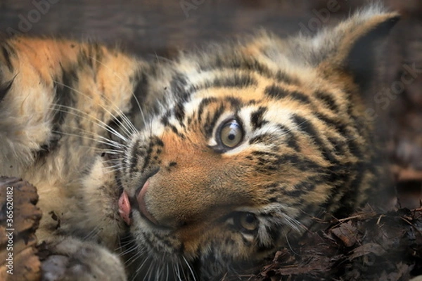 Obraz アムールトラの子供