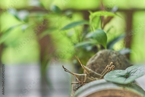 Fototapeta わびさび８