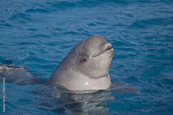 Obraz beluga whale
