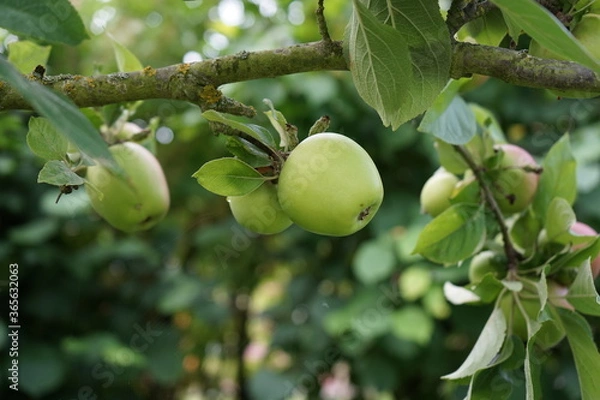 Obraz grüner Apfel am Baum