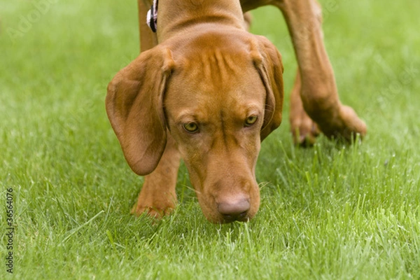 Obraz Vizsla dog sniffing the grass