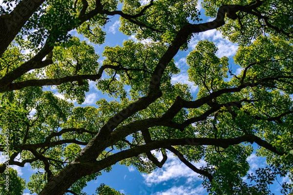 Obraz tree branches and leaves against sky