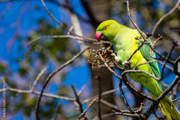 Obraz 木の実を食べているワカケホンセイインコ