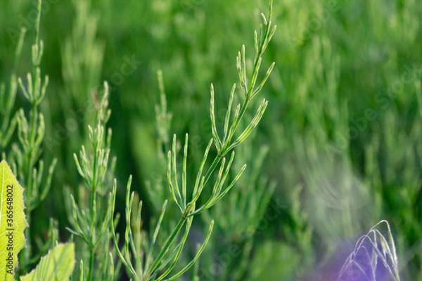 Obraz green grass macro close up