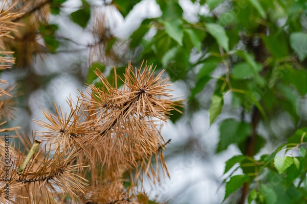 Obraz green grass macro close up