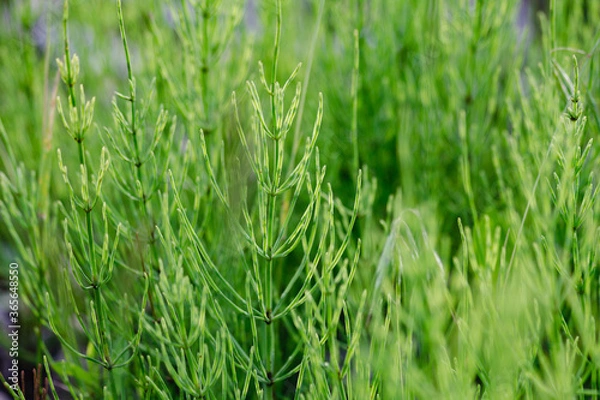 Obraz green grass macro close up