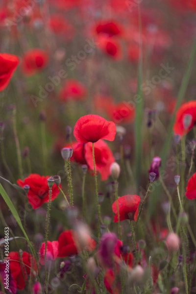 Fototapeta Field of beautiful red bloming poppies.