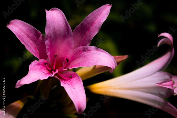 Fototapeta pink lily closeup