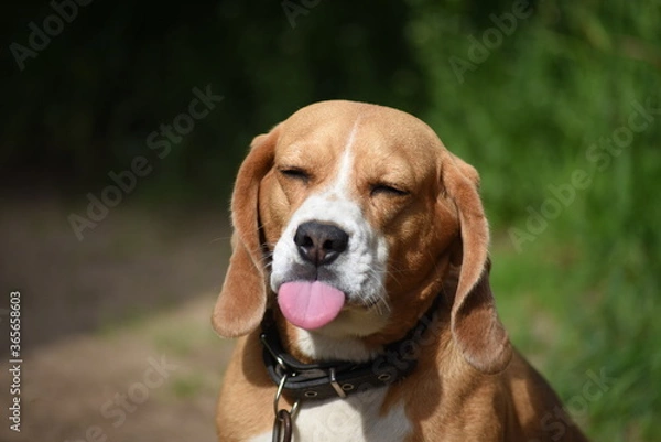 Obraz beagle dog portrait