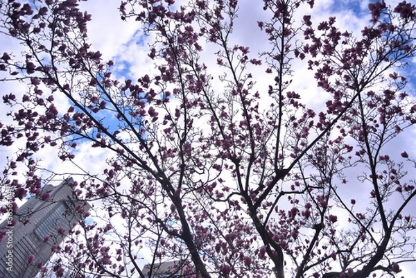 Fototapeta みなとみらいに咲く紅い木蓮の花とランドマークタワー