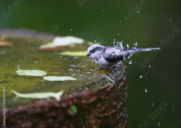 Obraz バードバスで遊ぶエナガ




























































































































































































