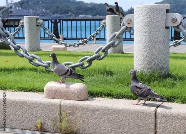 Obraz 波止場の鳩