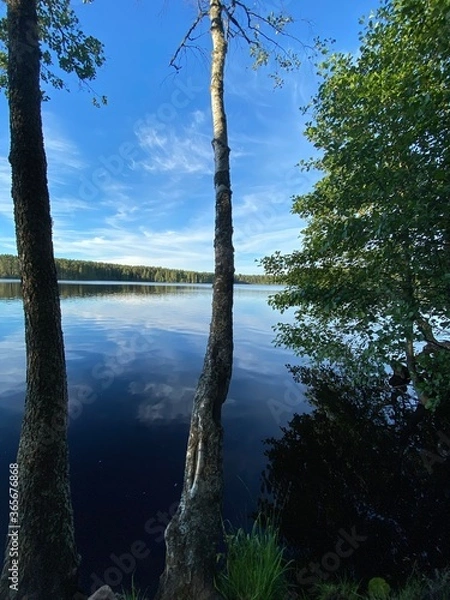 Obraz trees on the lake