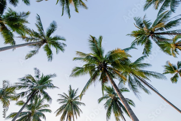 Obraz Coconut palm trees in perspective view from below and sky background