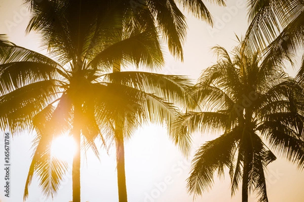 Fototapeta Last light of the evening sun set with coconut tree