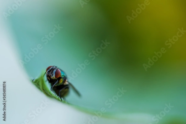 Obraz fly on a green leaf