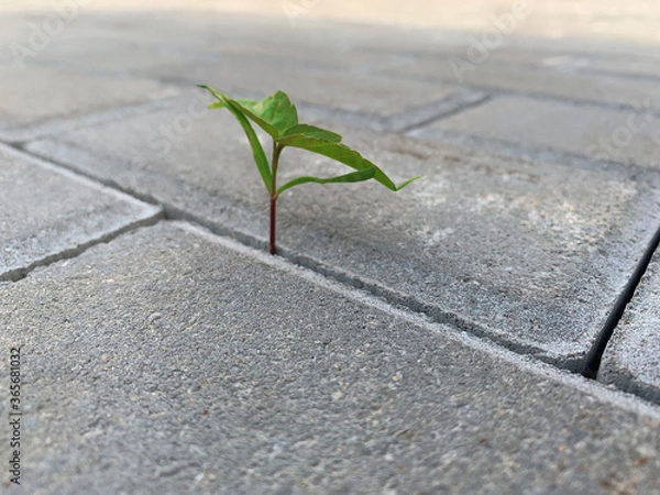 Fototapeta A little plant has found the right way in a hole between road tiles. Opportunity concept. Soft focus