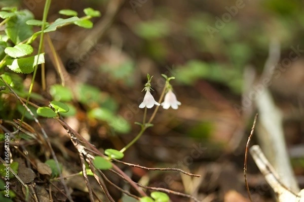 Obraz Tiny cute Linnea flower in forest