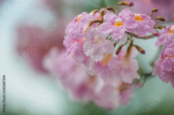 Fototapeta pink cherry blossom