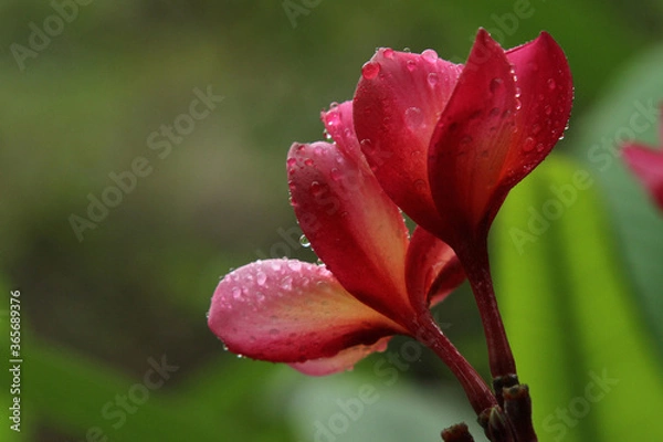 Obraz In its native range Magnolia champaca grows to 50 metres (160 ft) or taller. Its trunk can be up to 1.9 metres (6.2 ft) in diameter. The tree has a narrow umbelliform crown.