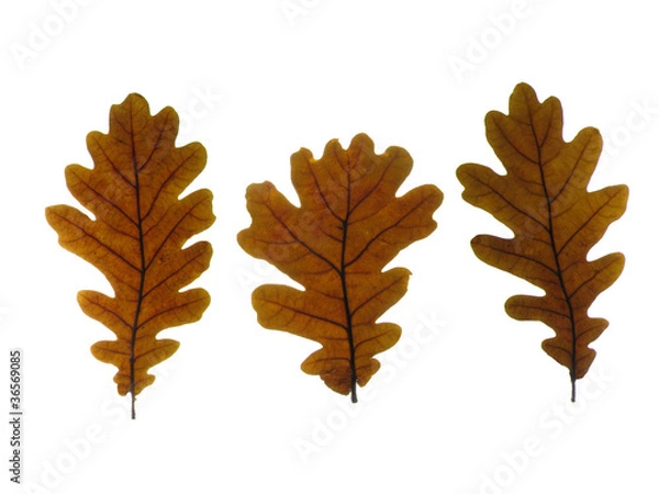 Fototapeta beech leaves